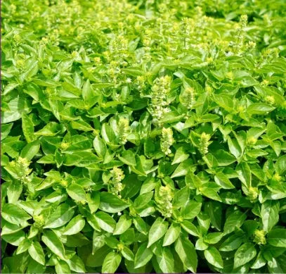 Ocimum Basilicum High Quality Variety Garden Landscaping heirloom non-gmo organic garden seeds