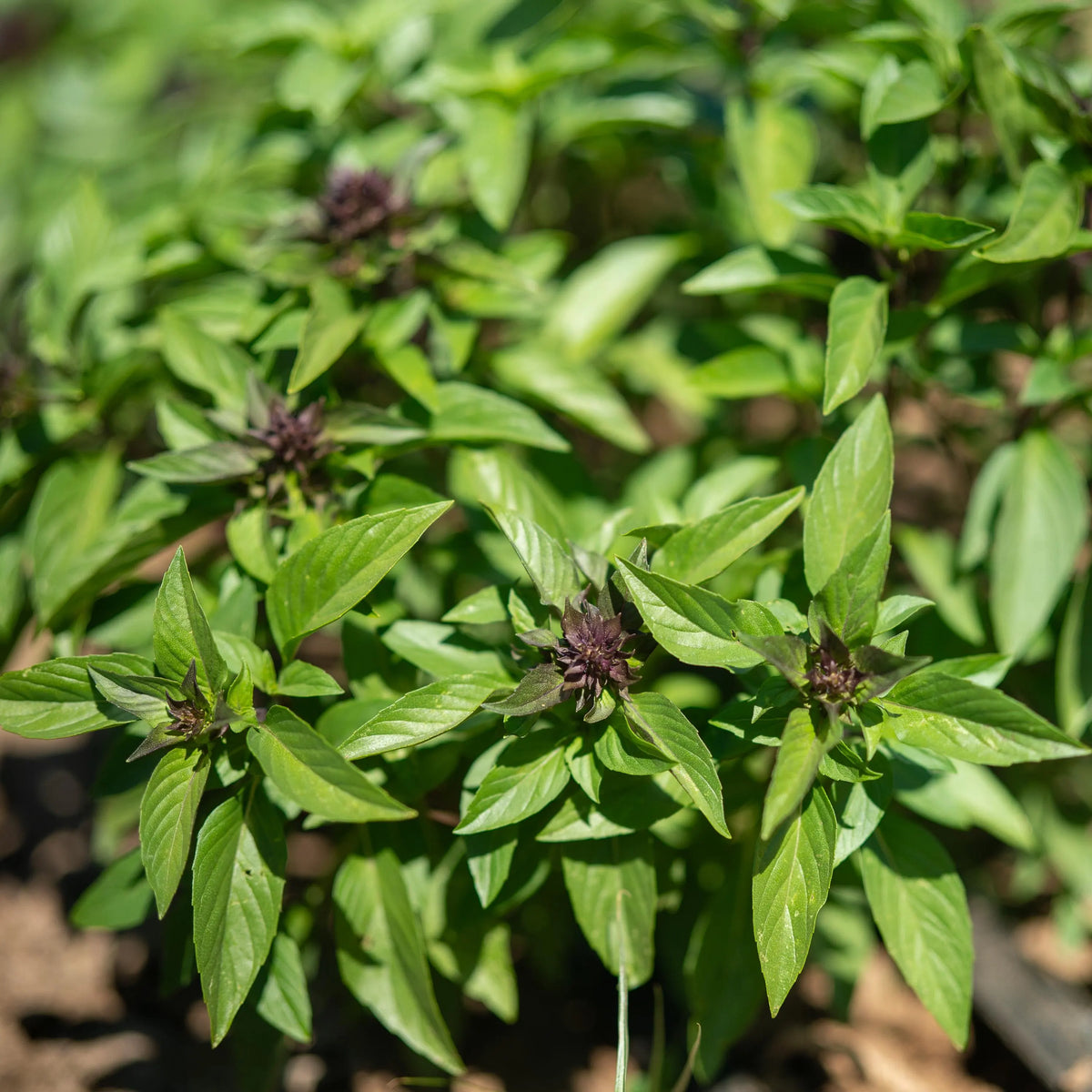 Ocimum basilicum seeds planting guide, best practices for full sun exposure