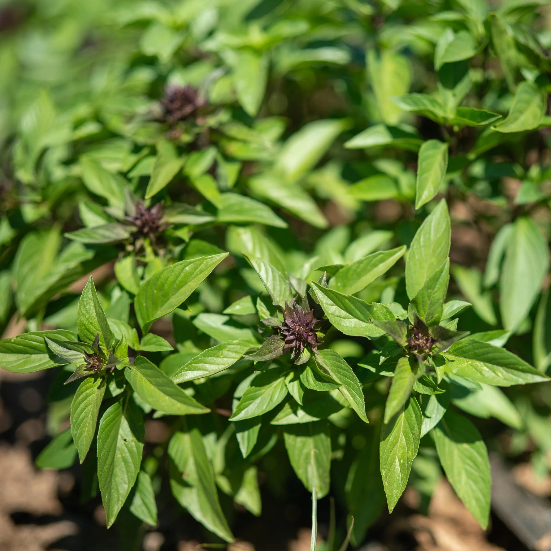 Ocimum basilicum seeds planting guide, best practices for full sun exposure