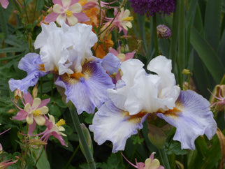 Off Hours Tall Bearded Iris