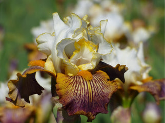 Offspring Tall Bearded Iris