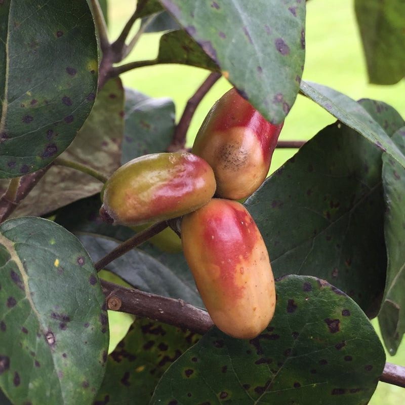 Ogeechee Lime (Nyssa ogeche) Seeds