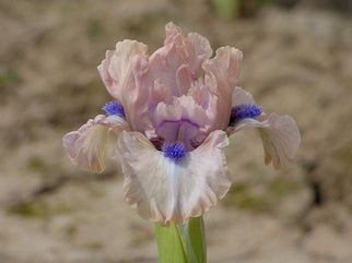 Oh Wow Dwarf Iris