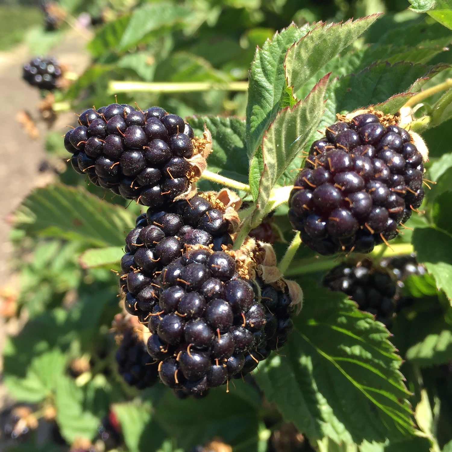 Olallieberry (Rubus L. 'Olallie') Seeds