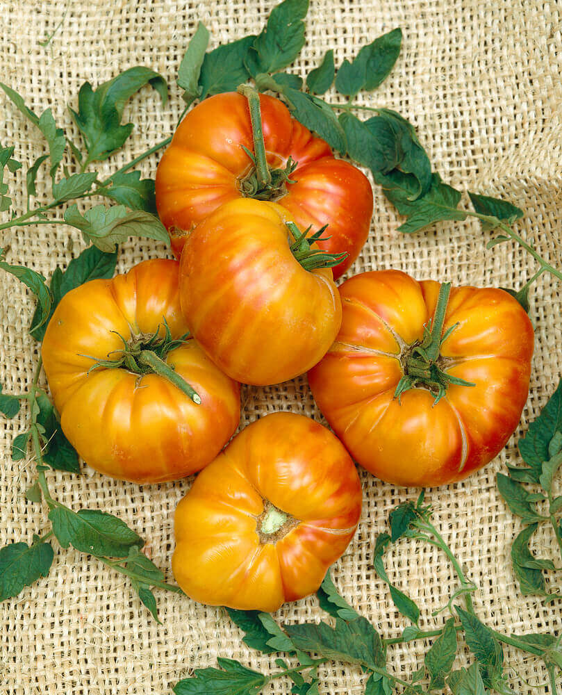 German Mammoth Bi-Color Tomato Seeds for Garden and Container Planting