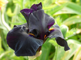 Old Black Magic Tall Bearded Iris