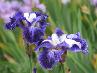 Old Sport Tall Bearded Iris