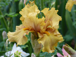 Oldie Goldie Tall Bearded Iris