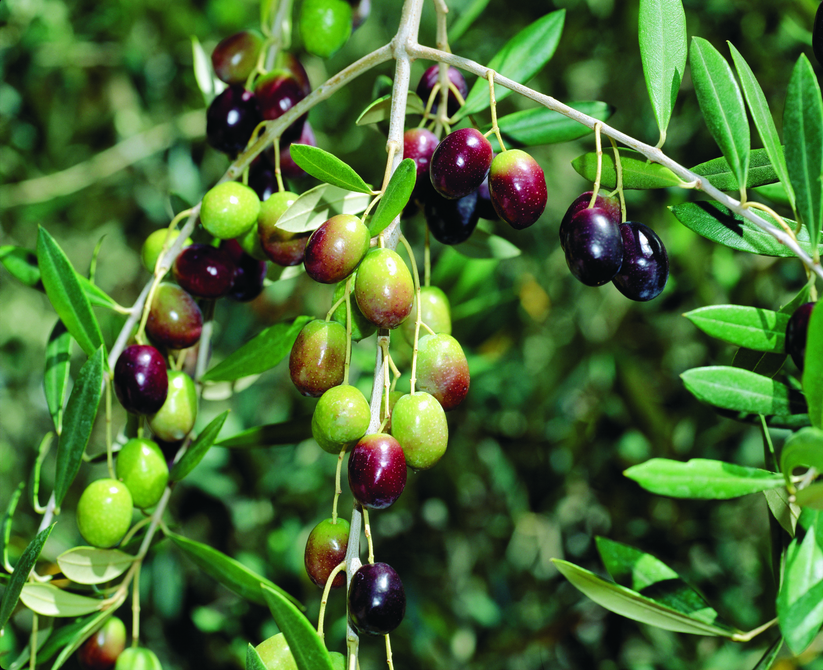 Russian Olive Tree Seeds