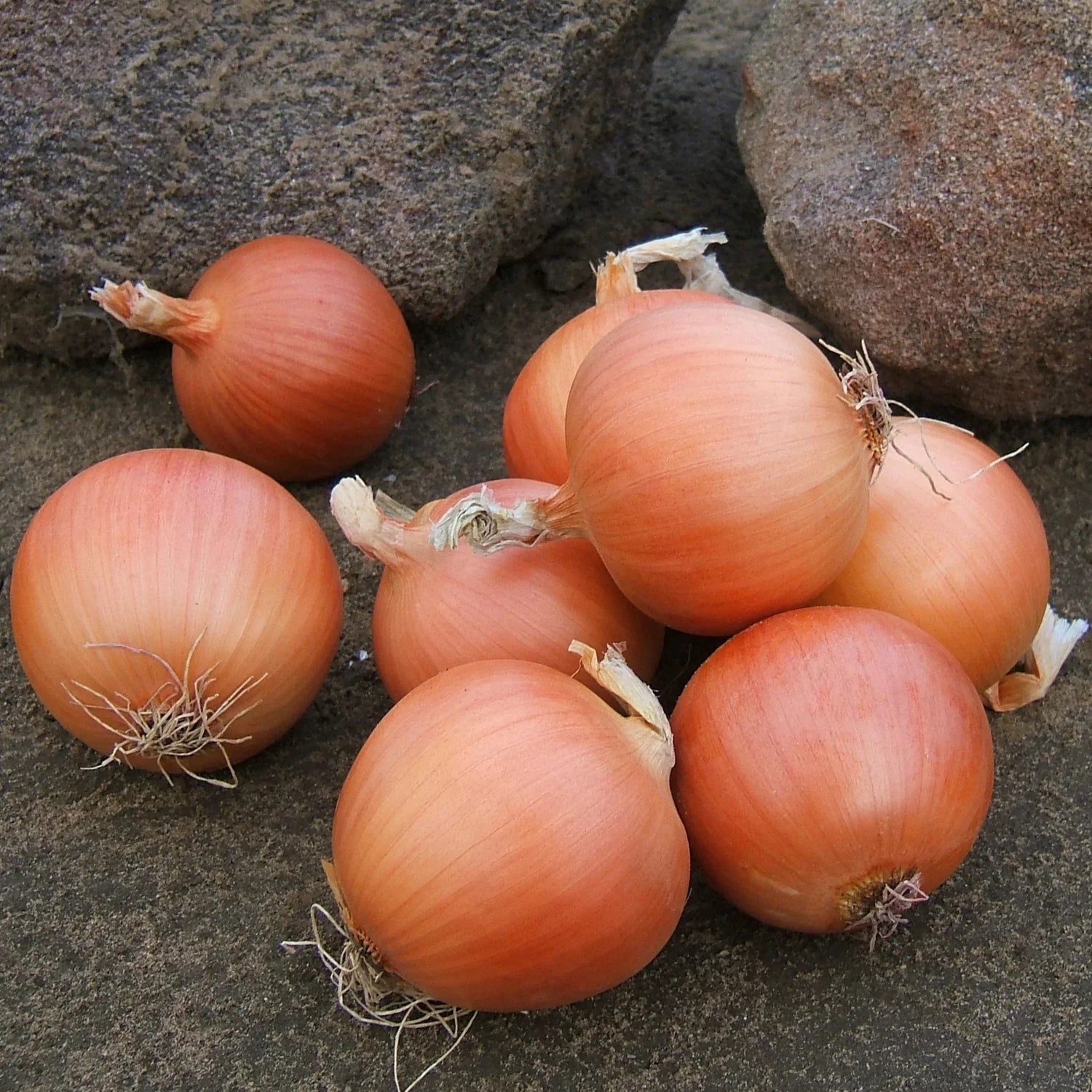 Yellow Onion Seeds Heirloom Non-GMO High Germination Organic Garden Seeds