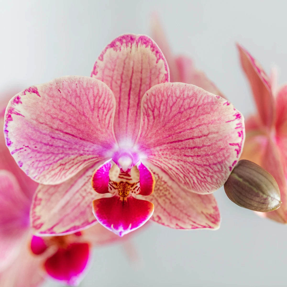 Orange Pink Pirate Picotee Phalaenopsis Orchid Flower Seeds for Planting – Heirloom Non-GMO seeds for planting in home garden