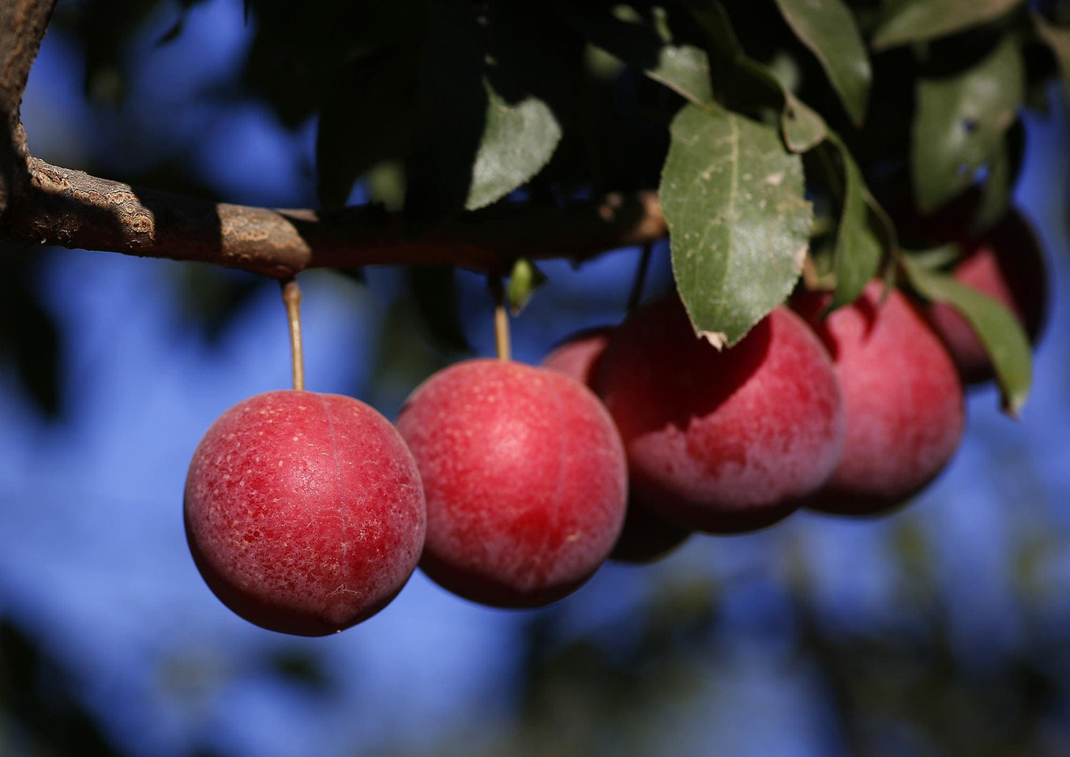 Cherry Plum (Prunus cerasifera)