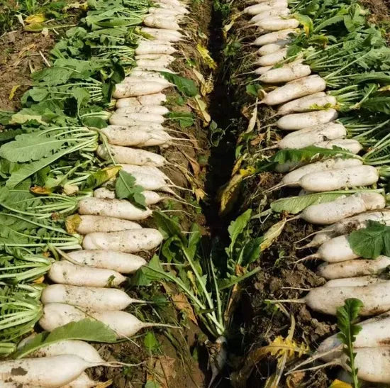 Open Field Mid Early Maturity High Quality Radish heirloom non-gmo organic garden seeds