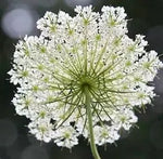 Open Pollinated, Long Flowering Period Orlaya Grandiflora L Hoffm Cut Flower heirloom non-gmo organic garden seeds