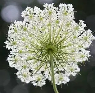 Open Pollinated, Long Flowering Period Orlaya Grandiflora L Hoffm Cut Flower heirloom non-gmo organic garden seeds