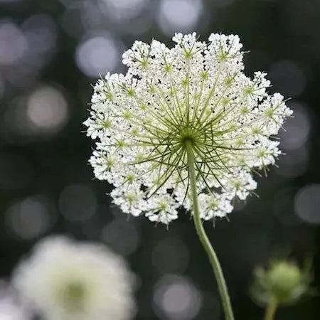 Open Pollinated, Long Flowering Period Orlaya Grandiflora L Hoffm Cut Flower – Heirloom, Non-GMO, High Germination Organic Garden Seeds