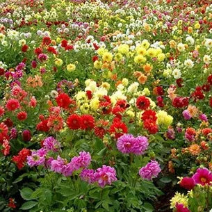 Open Pollinated Bright Flower, Decorative Flower, Annual Herb Dahlia Flower heirloom non-gmo organic garden seeds