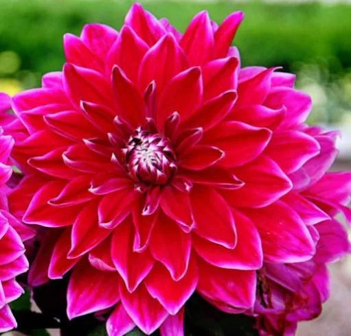 Open Pollinated Bright Flower, Decorative Flower, Annual Herb Dahlia Flower – Heirloom, Non-GMO, High Germination Organic Garden Seeds