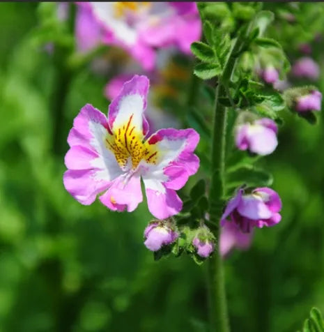Open Pollinated, Very Ornamental, Sun Loving Annual Herb Schizanthus Flower heirloom non-gmo organic garden seeds