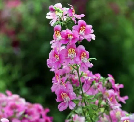 Open Pollinated, Very Ornamental, Sun Loving Annual Herb Schizanthus Flower – Heirloom, Non-GMO, High Germination Organic Garden Seeds