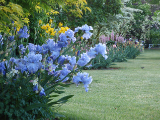 Open Ocean Tall Bearded Iris