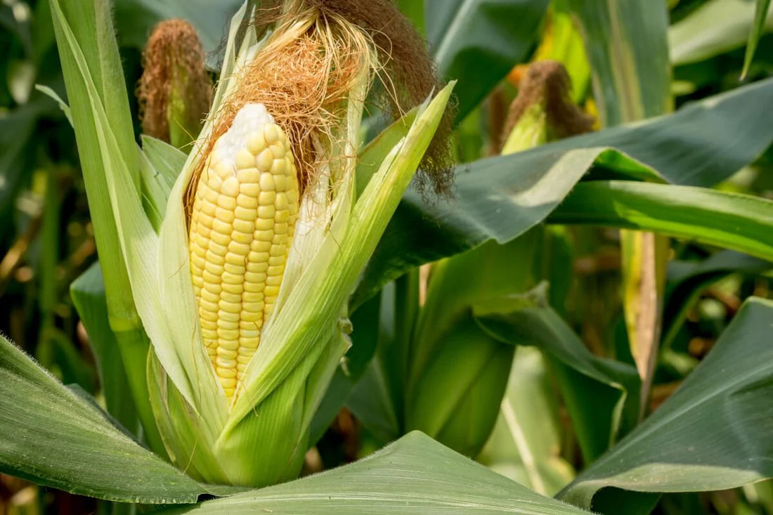 Sweet Temptation Hybrid SE Corn Seeds | Extra-Tender Super Sweet Yellow Corn – Heirloom, Non-GMO, High Germination Organic Garden Seeds