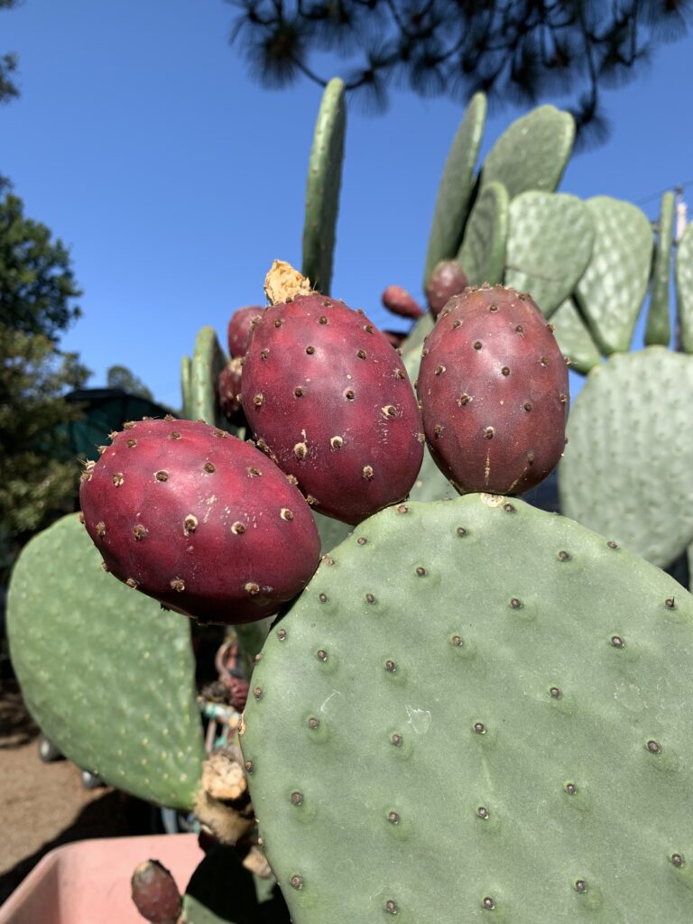 Nopal Fruit (Opuntia ficus-indica) Seeds