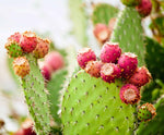 Mature Opuntia engelmannii Prickly Pear plant in a drought tolerant, low-water garden.