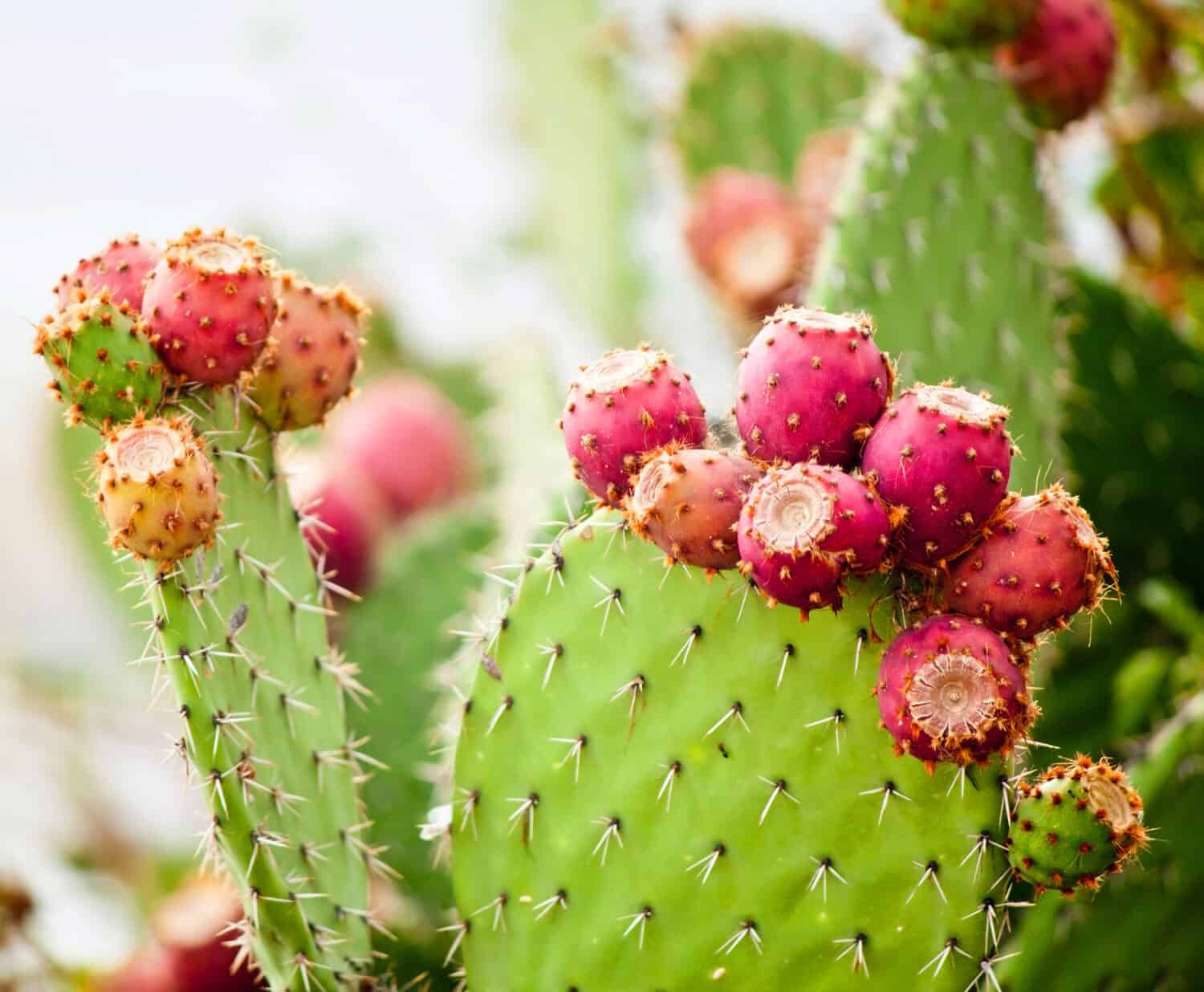 Mature Opuntia engelmannii Prickly Pear plant in a drought tolerant, low-water garden.