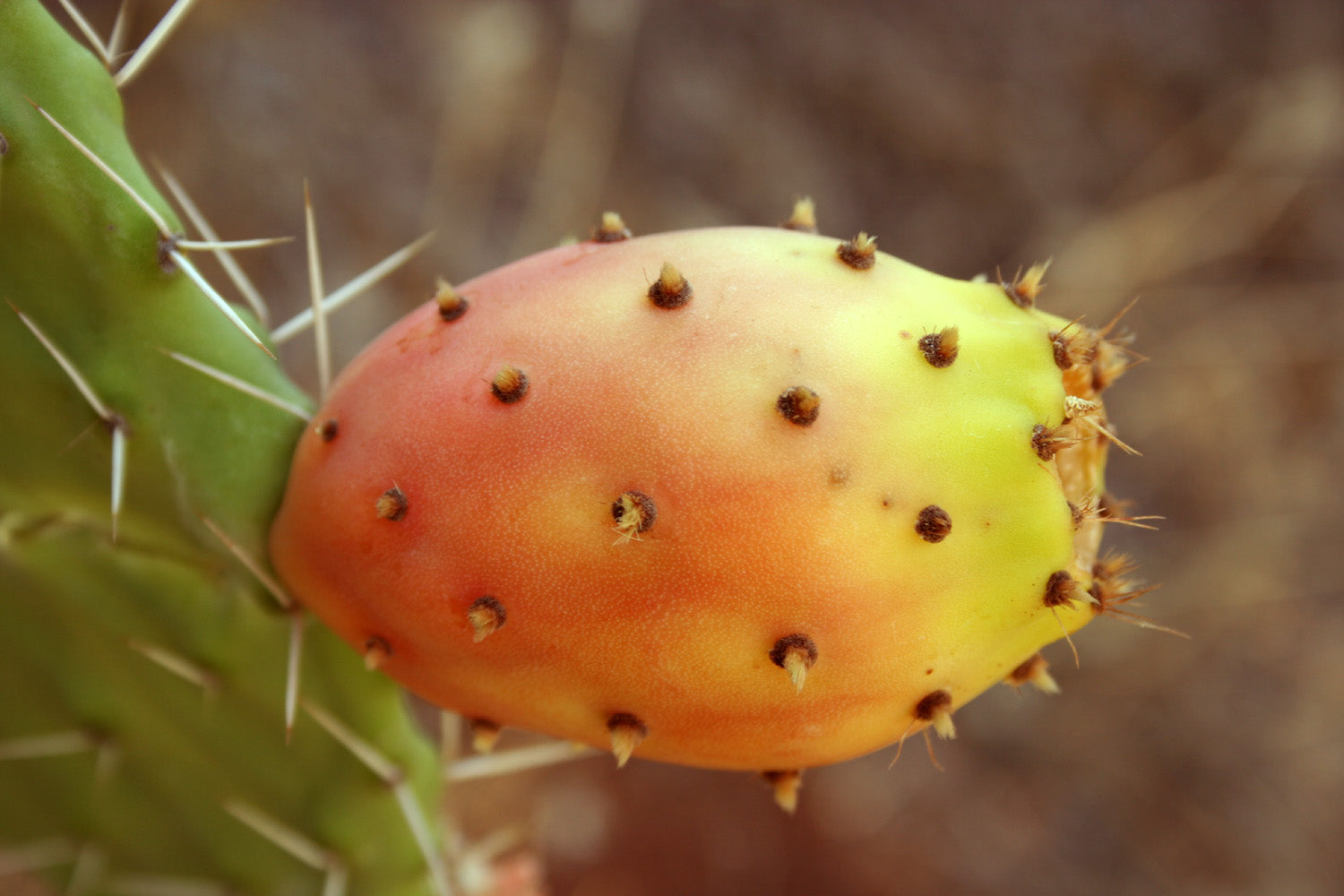 Nopal Fruit (Opuntia ficus-indica) Seeds