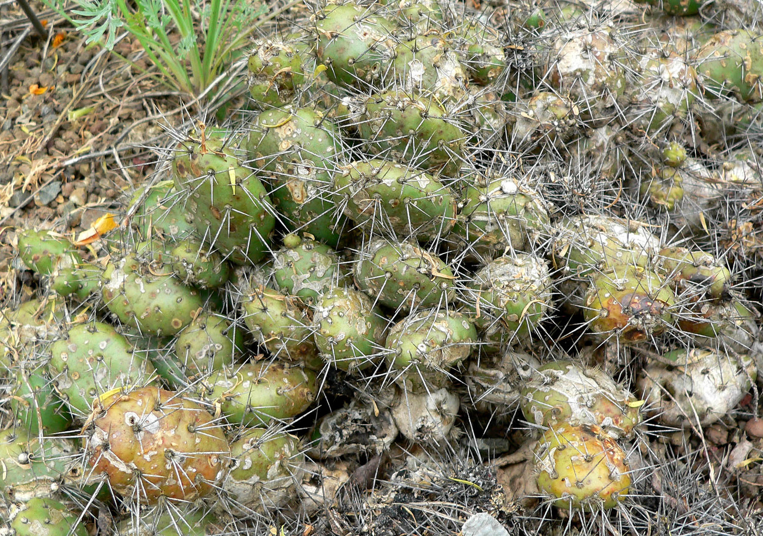 Fragile Prickly Pear Cactus