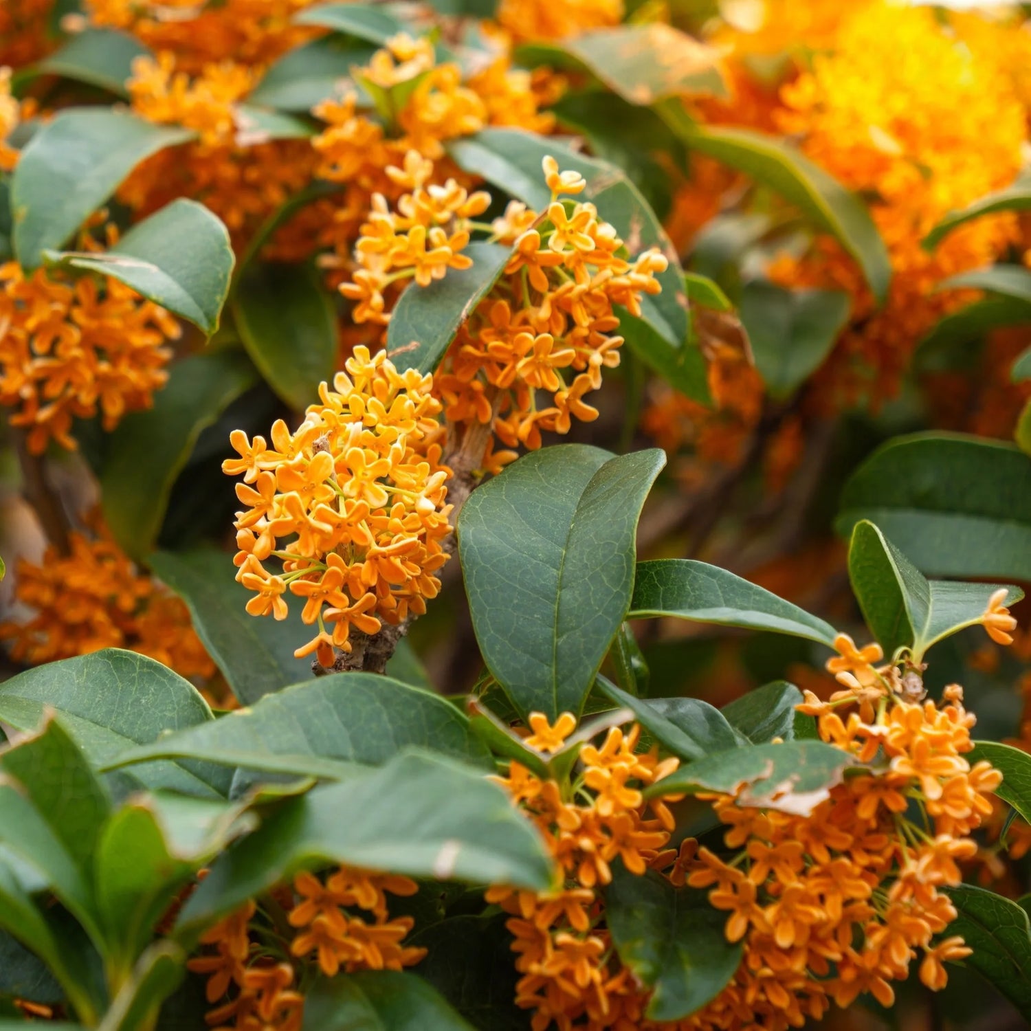 Orange Flowering Fragrant Tea Olive