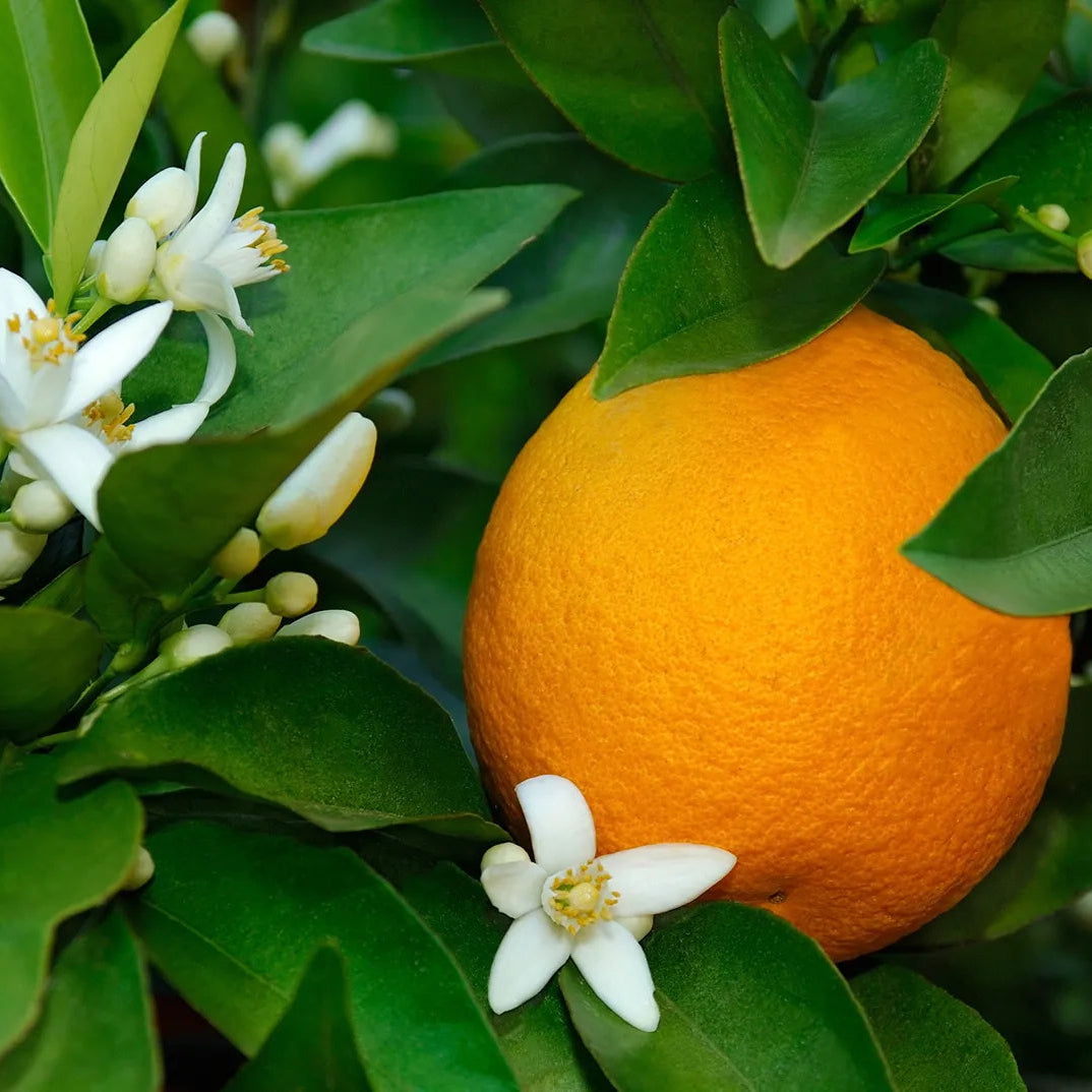 Unripe Orange fruit growing on the Citrus sinensis branch in a small orchard