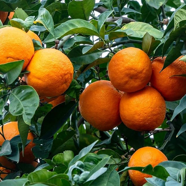 Small Orange seedlings growing indoors in a container perennial tree