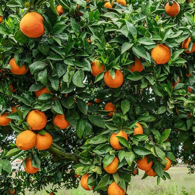 Orange perennial tree with glossy green leaves and fragrant white blossoms