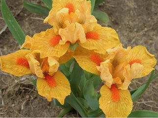 Orange Daiquiri Dwarf Iris