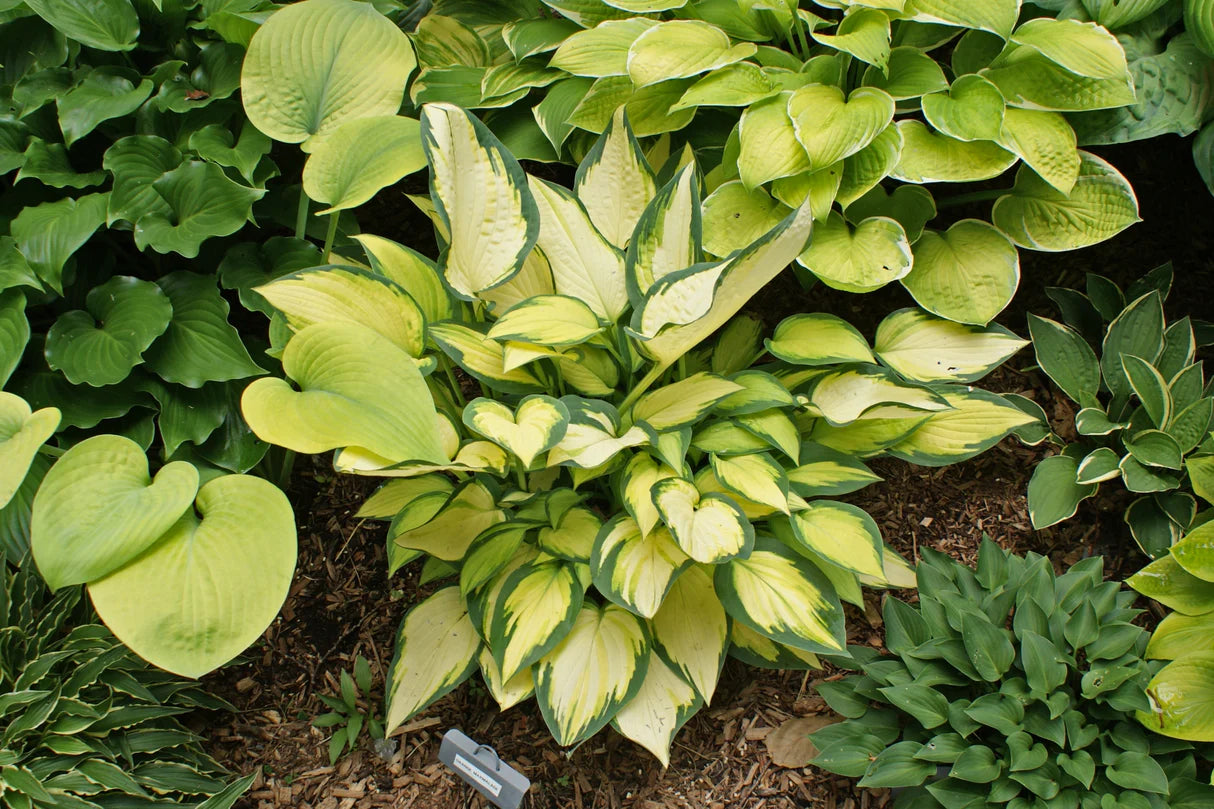 Hosta Roots - Orange Marmalade