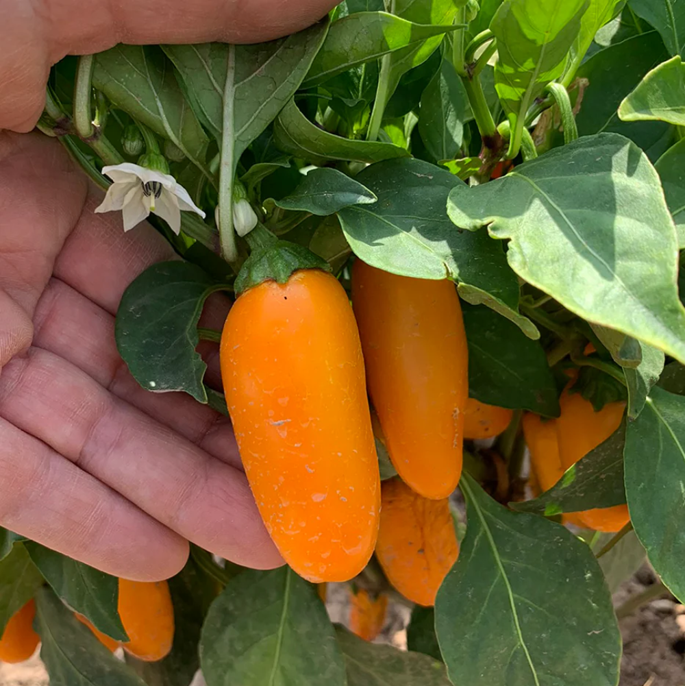 Orange Numex Suave Seeds for Planting, heirloom & Non-GMO Seeds