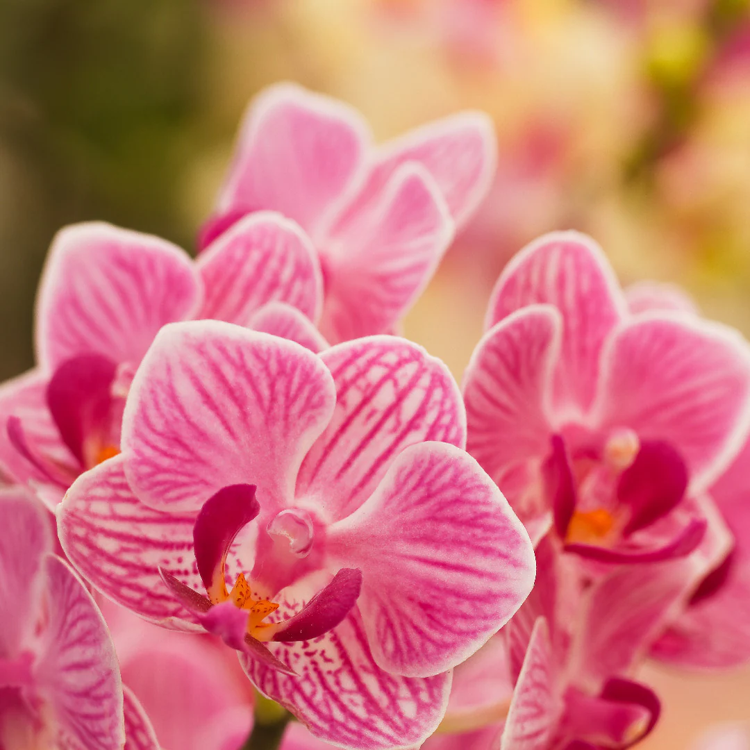 Heirloom Non-GMO Pink Hydroponic Orchid Flower Seeds for Garden Planting – Exotic Indoor Blooms