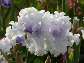 Oregon Bound Tall Bearded Iris