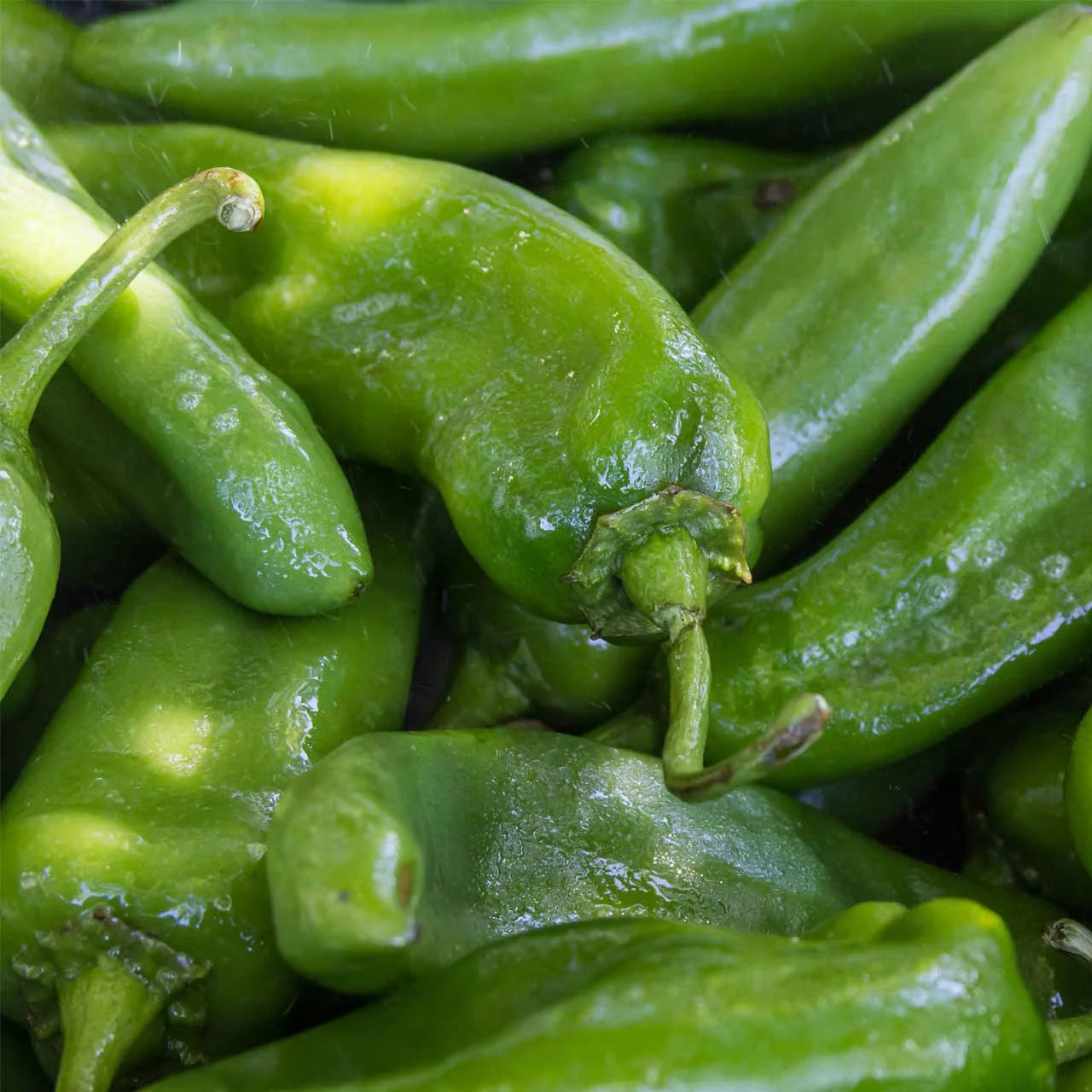 Anaheim Organic Pepper Seeds Heirloom Non-GMO High Germination Organic Garden Seeds