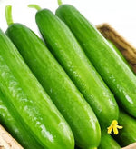 Organic Dutch Cucumber For Fresh And Crunchy Harvests heirloom non-gmo organic garden seeds