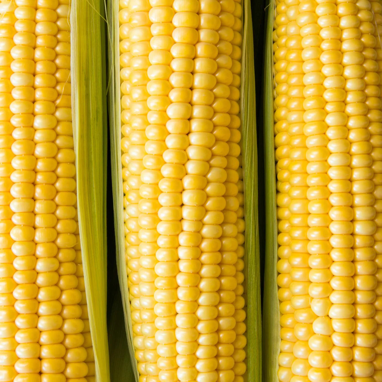 Butterfruit Original Early Corn Seeds | Early Sweet Yellow Corn – Heirloom, Non-GMO, High Germination Organic Garden Seeds