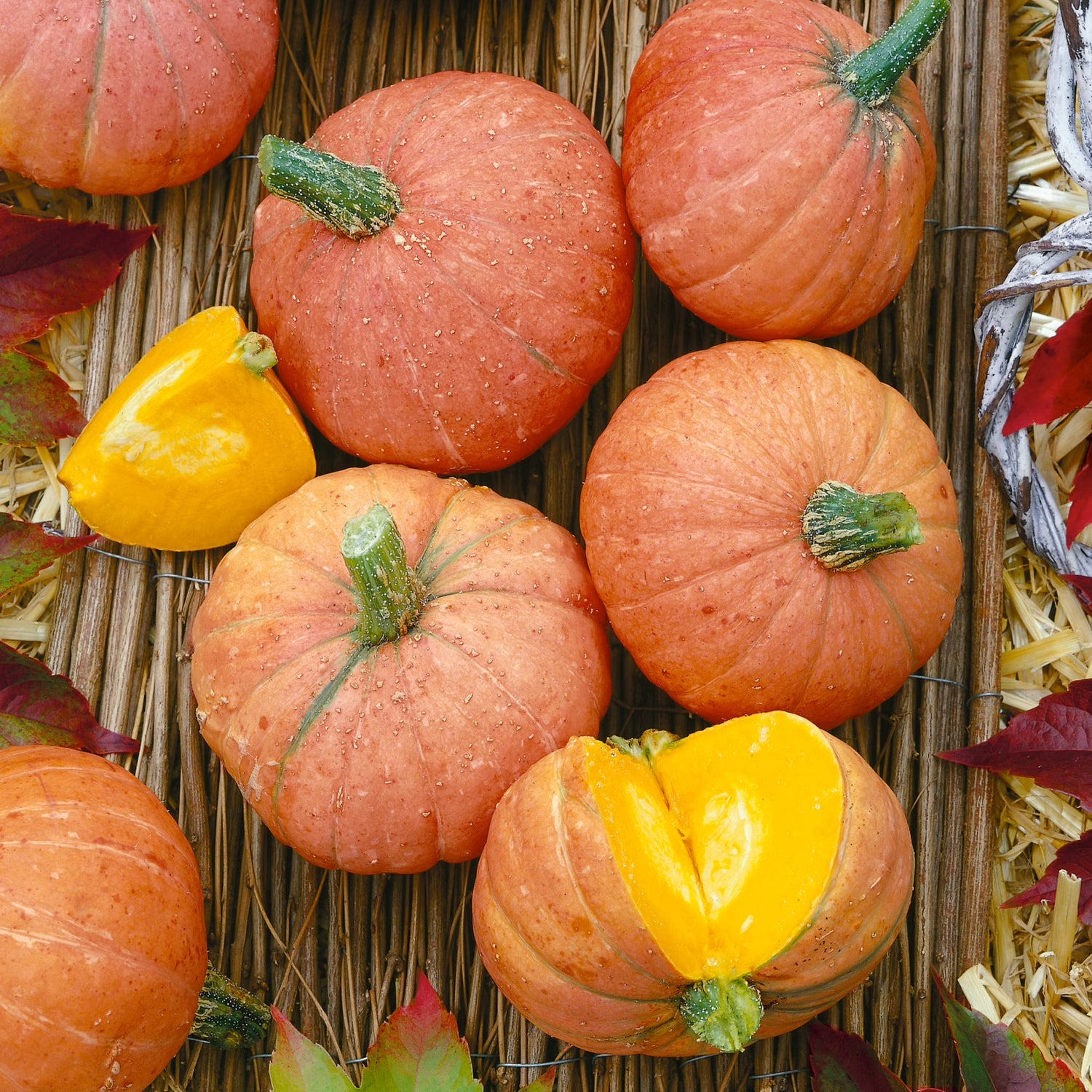 Amish Pie Squash Vegetable Seeds for Planting - heirloom & Non-GMO Garden Seeds