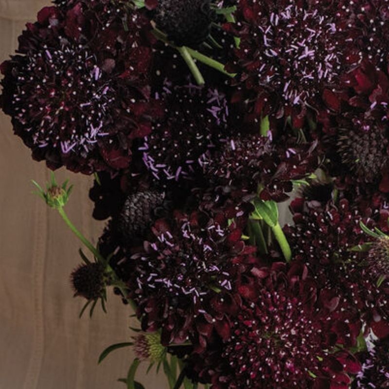 Black Beauty Organic Scabiosa Seed