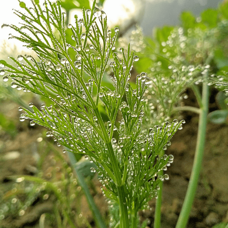 Bouquet Dill Herb Seeds for Planting – Heirloom & Non-GMO Seeds for Cu