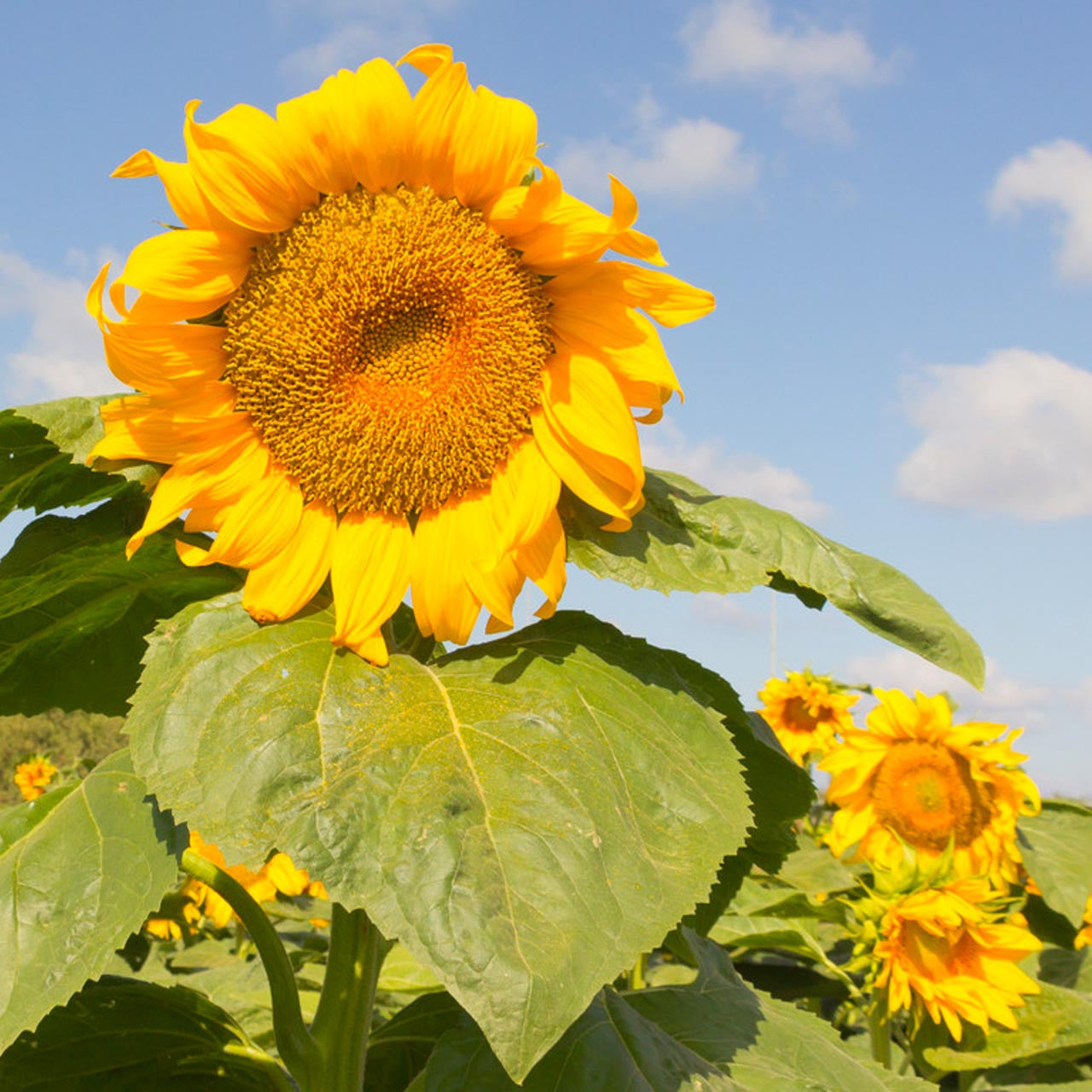 Sunflower Seeds - Mongolian Giant