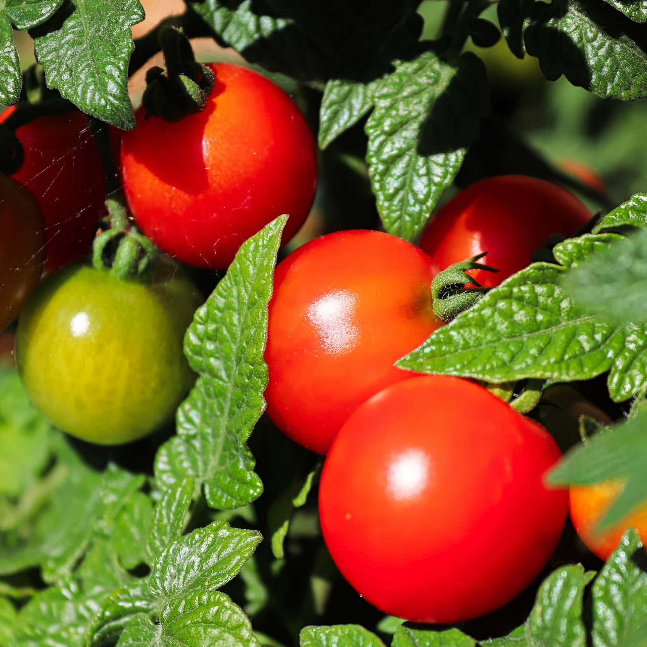 Tomato Berg Princess Solanum lycopersicum vegetable seeds for planting in kitchen garden
