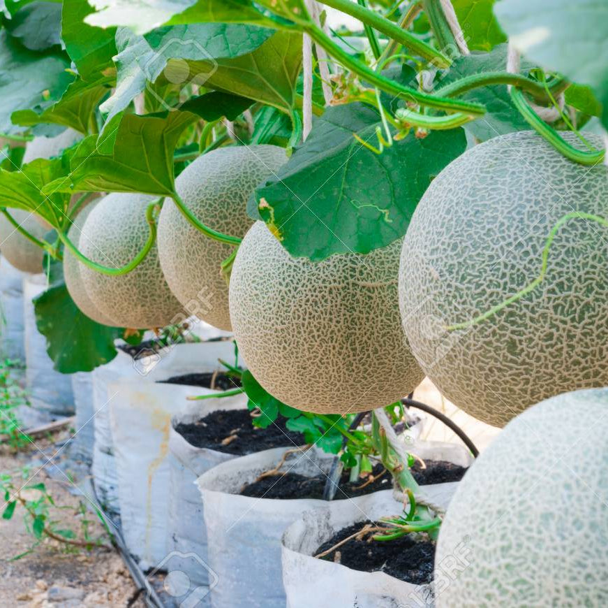 Organic muskmelon seeds packet Non-GMO for summer planting