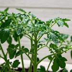 Organic Vegetable Seedds High Quality Tomato For Sowing heirloom non-gmo organic garden seeds